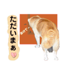 レオとの幸せな時間 LOVE（個別スタンプ：14）