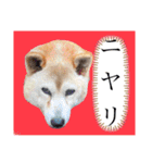 レオとの幸せな時間 LOVE（個別スタンプ：16）