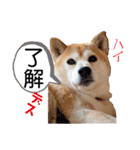 レオとの幸せな時間 LOVE（個別スタンプ：17）