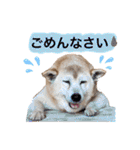 レオとの幸せな時間 LOVE（個別スタンプ：19）