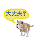 レオとの幸せな時間 LOVE（個別スタンプ：20）