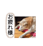 レオとの幸せな時間 LOVE（個別スタンプ：23）