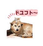 レオとの幸せな時間 LOVE（個別スタンプ：25）