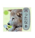 レオとの幸せな時間 LOVE（個別スタンプ：27）