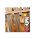 レオとの幸せな時間 LOVE（個別スタンプ：35）