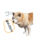 レオとの幸せな時間 LOVE（個別スタンプ：37）
