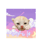 毛玉猫シュシュ--2--（個別スタンプ：2）