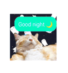 毛玉猫シュシュ--2--（個別スタンプ：4）