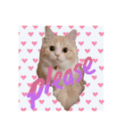 毛玉猫シュシュ--2--（個別スタンプ：6）