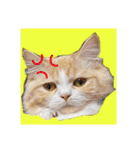 毛玉猫シュシュ--2--（個別スタンプ：7）