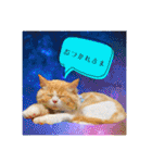 毛玉猫シュシュ--2--（個別スタンプ：8）