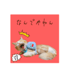 毛玉猫シュシュ--2--（個別スタンプ：9）