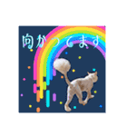 毛玉猫シュシュ--2--（個別スタンプ：10）