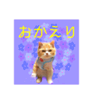 毛玉猫シュシュ--2--（個別スタンプ：12）