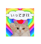 毛玉猫シュシュ--2--（個別スタンプ：14）