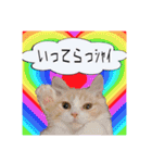 毛玉猫シュシュ--2--（個別スタンプ：15）