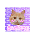 毛玉猫シュシュ--2--（個別スタンプ：16）