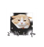 毛玉猫シュシュ--2--（個別スタンプ：17）