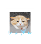 毛玉猫シュシュ--2--（個別スタンプ：18）
