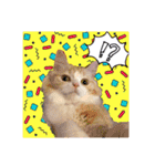 毛玉猫シュシュ--2--（個別スタンプ：19）