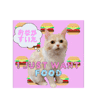毛玉猫シュシュ--2--（個別スタンプ：20）