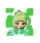 毛玉猫シュシュ--2--（個別スタンプ：24）