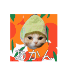毛玉猫シュシュ--2--（個別スタンプ：25）