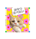 毛玉猫シュシュ--2--（個別スタンプ：28）