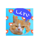 毛玉猫シュシュ--2--（個別スタンプ：30）