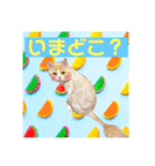 毛玉猫シュシュ--2--（個別スタンプ：31）