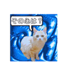毛玉猫シュシュ--2--（個別スタンプ：35）