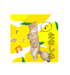 毛玉猫シュシュ--2--（個別スタンプ：36）