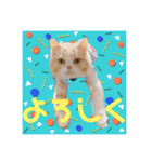 毛玉猫シュシュ--2--（個別スタンプ：37）