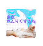 毛玉猫シュシュ--2--（個別スタンプ：39）