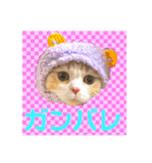 毛玉猫シュシュ--2--（個別スタンプ：40）