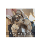 むぎ① むぎ（個別スタンプ：5）