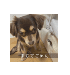 むぎ① むぎ（個別スタンプ：6）