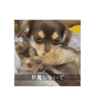 むぎ① むぎ（個別スタンプ：7）