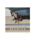 むぎ① むぎ（個別スタンプ：8）