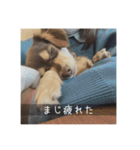 むぎ① むぎ（個別スタンプ：12）