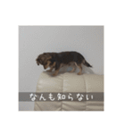 むぎ① むぎ（個別スタンプ：13）