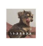 むぎ① むぎ（個別スタンプ：15）