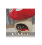 むぎ① むぎ（個別スタンプ：17）
