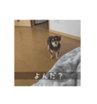 むぎ① むぎ（個別スタンプ：24）