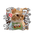 虎煌＆きの子（個別スタンプ：9）