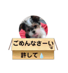 ★ファミリー専用★（個別スタンプ：40）
