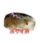 モルモットのるーちゃん（個別スタンプ：3）