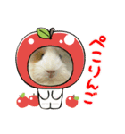 モルモットのるーちゃん（個別スタンプ：5）
