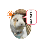 モルモットのるーちゃん（個別スタンプ：7）