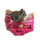 ショウガラゴと可愛い動物達/Animal①（個別スタンプ：3）